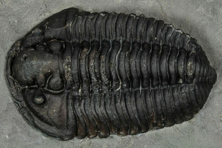 Calymene Niagarensis Trilobite Fossil - New York #357068